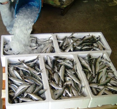La contribución de las cajas de pescado de EPS a la Economía Circular