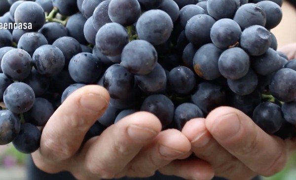 Bodegas y Denominaciones de Origen comparten la decisión del Parlamento Europeo de pedir más apoyo de la Comisión para el sector vitivinícola