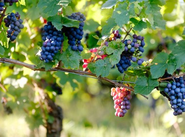 Prodeca consigue 2,5 millones de euros de fondos europeos para promocionar a los vinos de las DOs catalanas y el cava en China y EEUU