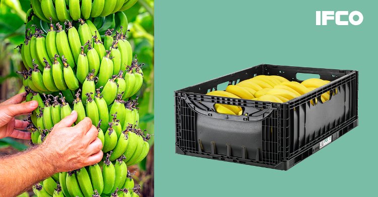 IFCO lanza los nuevos envases Banana Lift Lock, que ofrecen beneficios adicionales para el transporte de plátanos