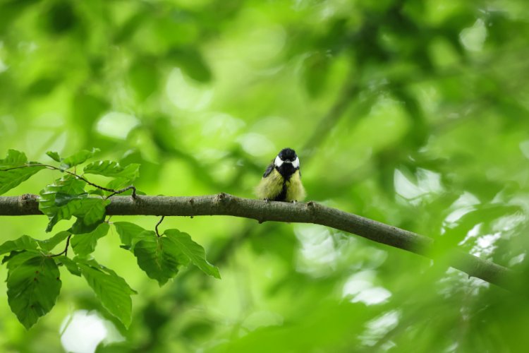 Canon busca concienciar sobre la importancia de proteger la biodiversidad a través de la iniciativa ‘Bird Branch Project’
