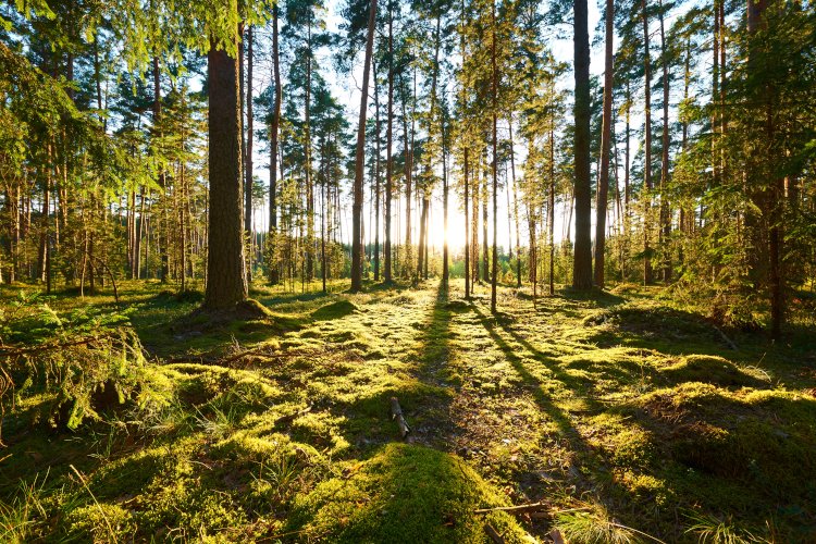 Bosques gestionados de forma sostenible: El pilar fundamental de la industria europea del papel y el cartón