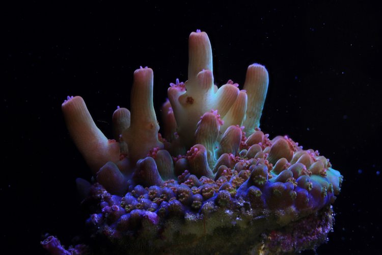 Canon se asocia con un equipo de investigadores para trabajar en la recuperación de los arrecifes de coral en todo el mundo