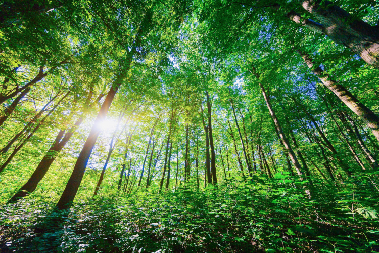 Lecta está alineada con el Reglamento Europeo sobre Deforestación (EUDR) y trabaja para asegurar su plena implementación