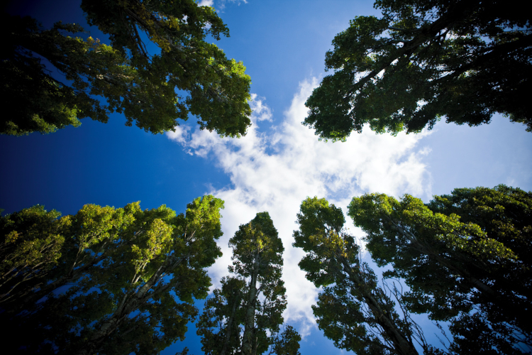 Los Brother Forests en Jap&oacute;n se registran en las Naciones Unidas para el Medio Ambiente como OECM