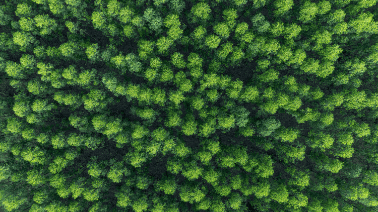 Lecta sigue avanzando para la plena implementación del Reglamento Europeo sobre Deforestación (EUDR)