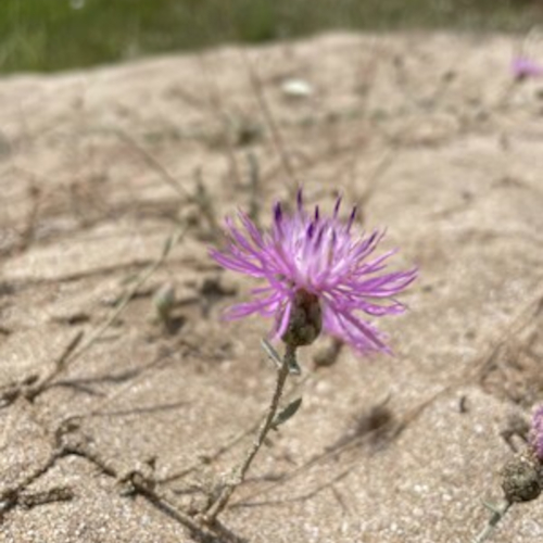 Assan Al&uuml;minyum: Pasos pioneros en sostenibilidad y preservaci&oacute;n de la biodiversidad