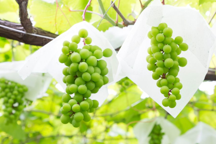 Los envases activos del futuro: un nuevo material desarrollado en IMDEA Energ&iacute;a alarga la vida de las uvas hasta un mes